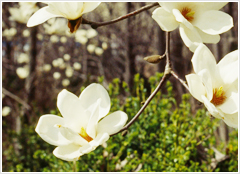 School Flower Image